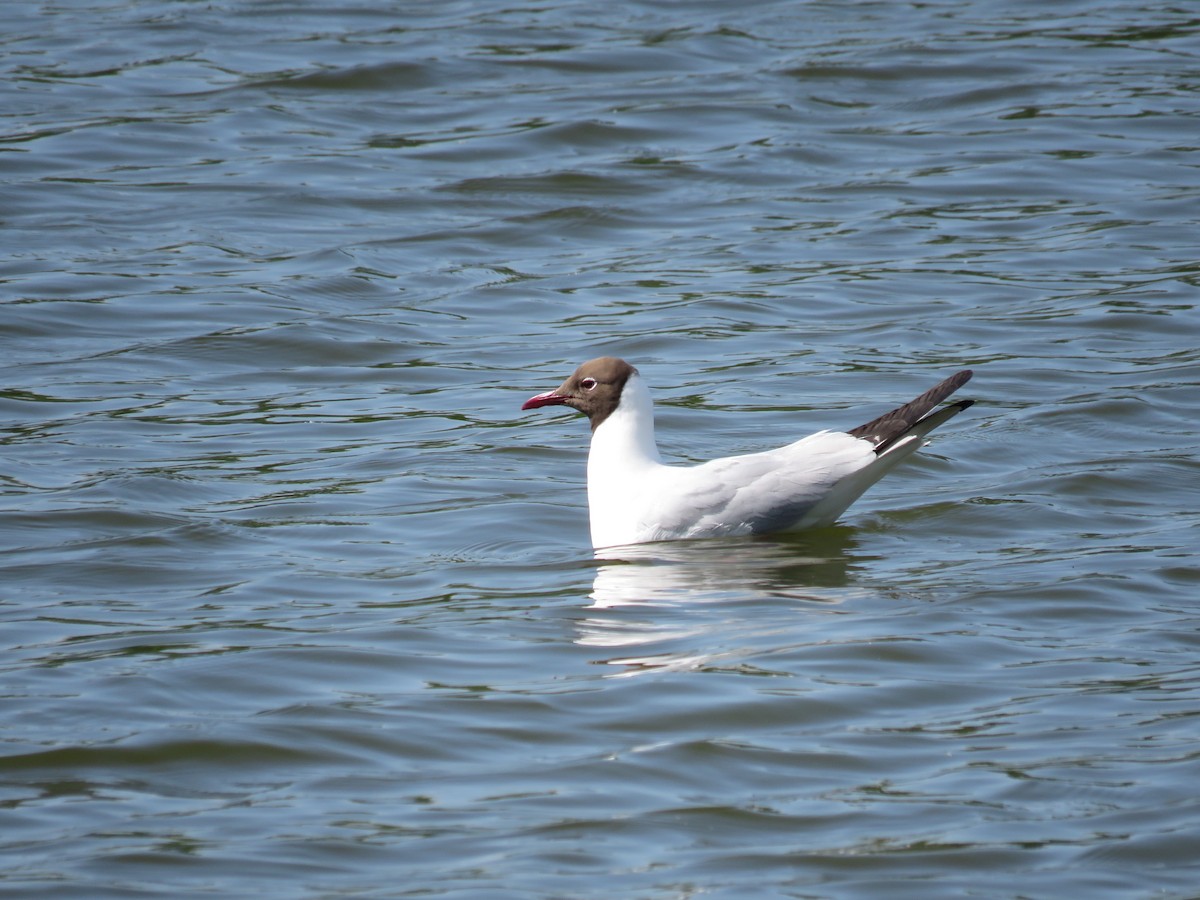 racek chechtavý - ML636988919