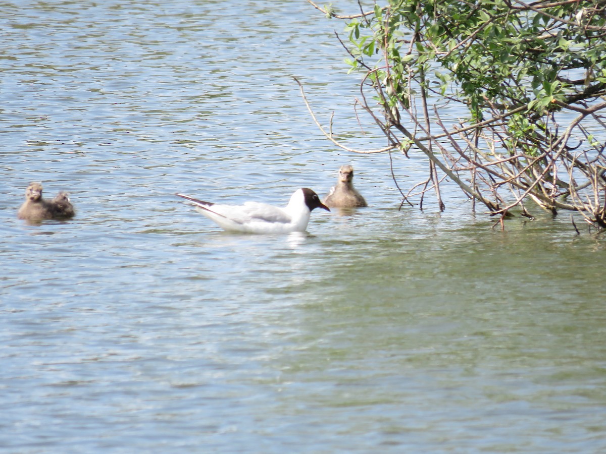 racek chechtavý - ML636988920