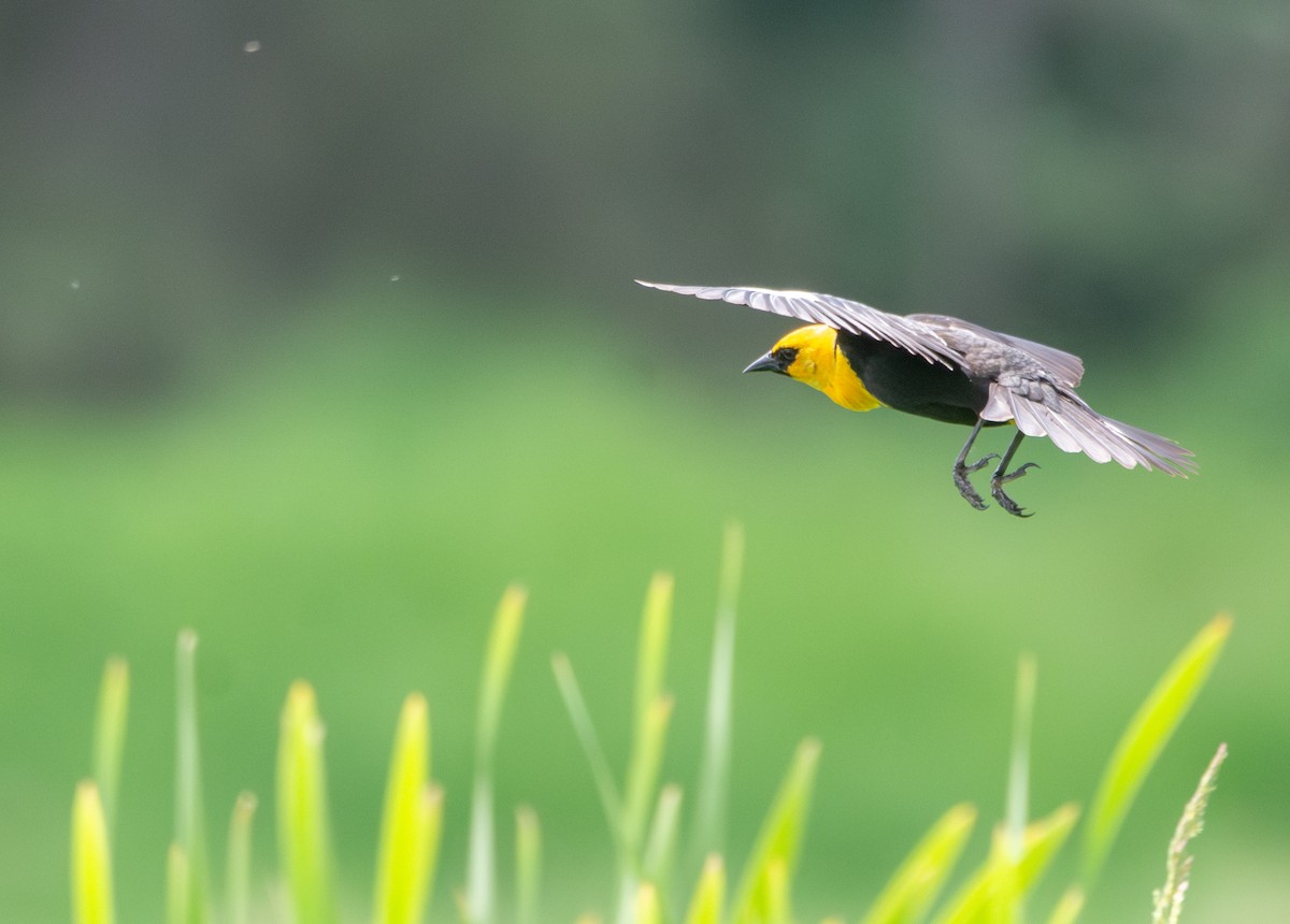 Yellow-headed Blackbird - ML636988921
