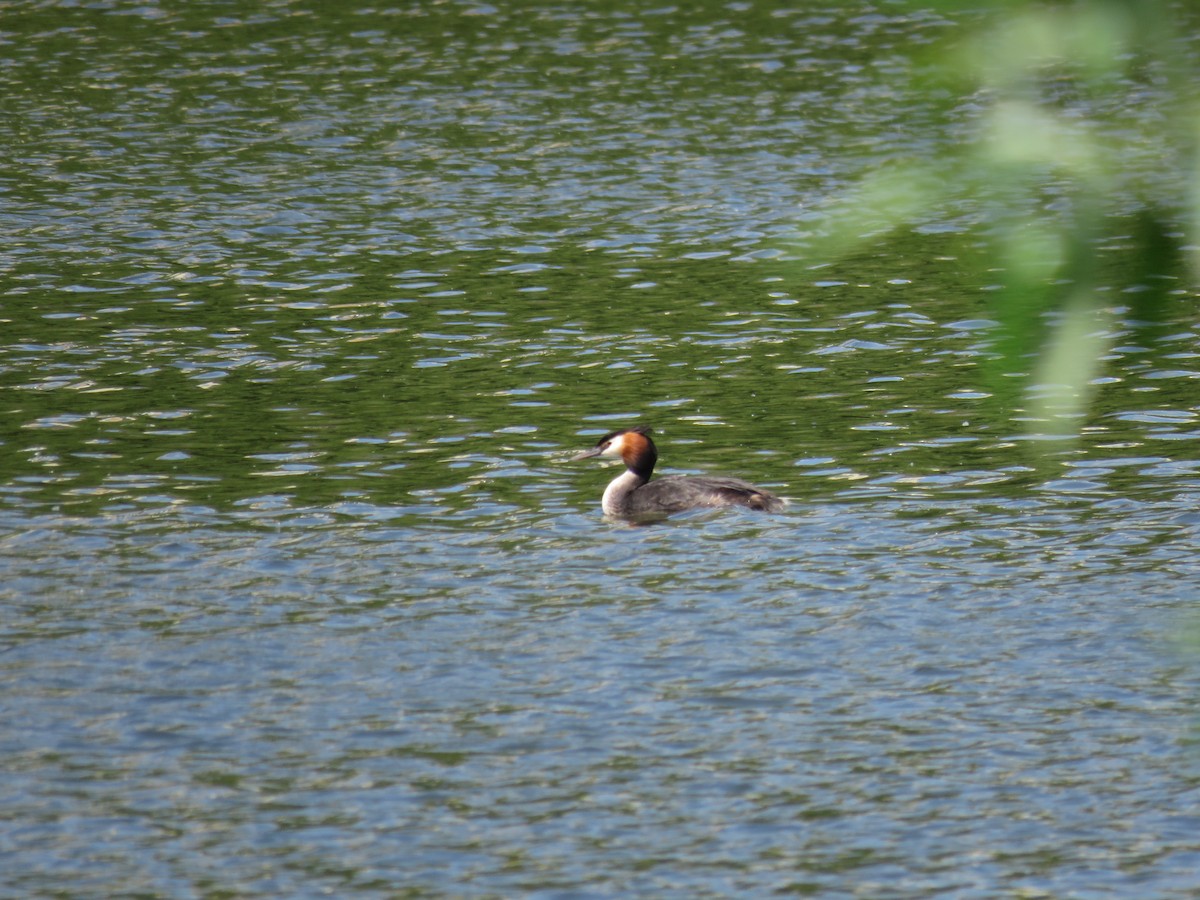 potápka roháč - ML636988922