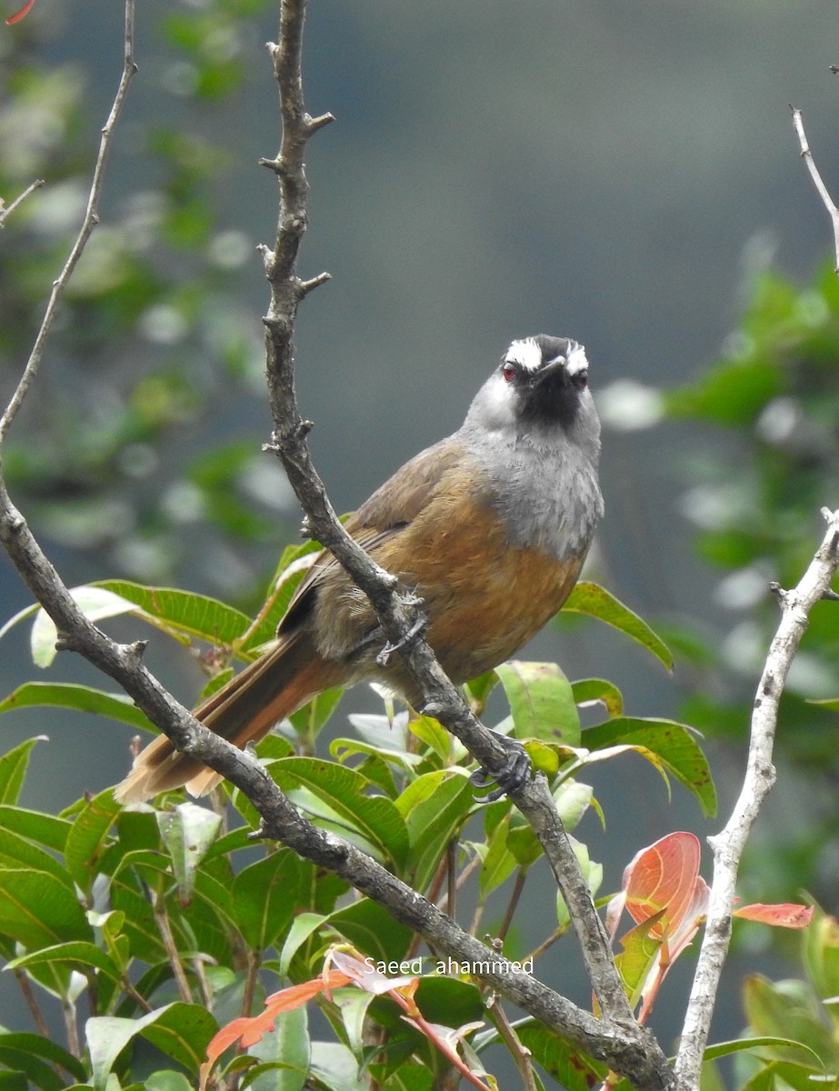 Banasura Laughingthrush - ML636988930