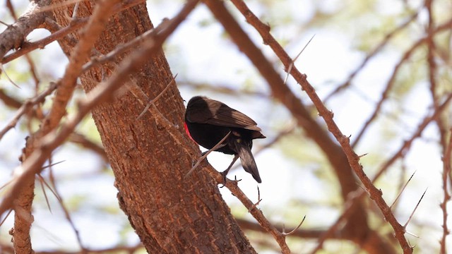 Hunter's Sunbird - ML636988941