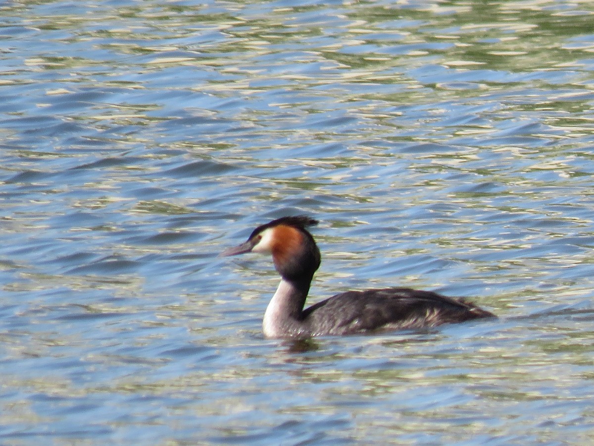 potápka roháč - ML636988984