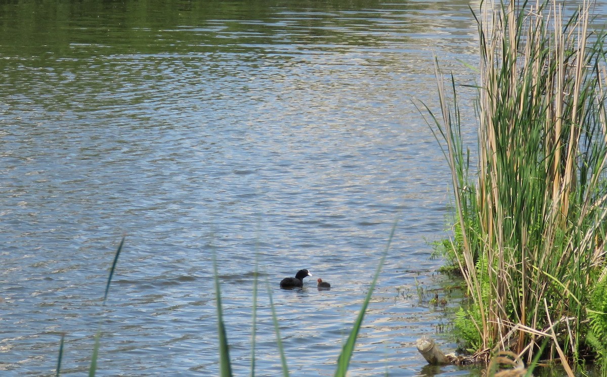 lyska černá - ML636988988