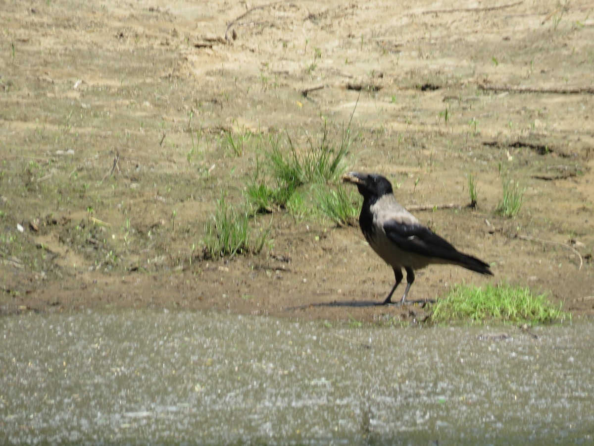 vrána šedá - ML636989004