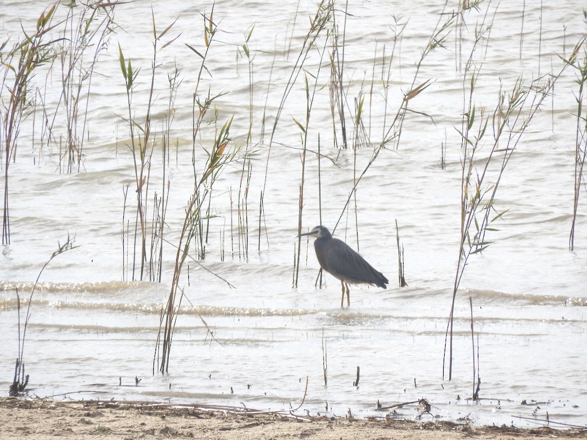White-faced Heron - ML636989045