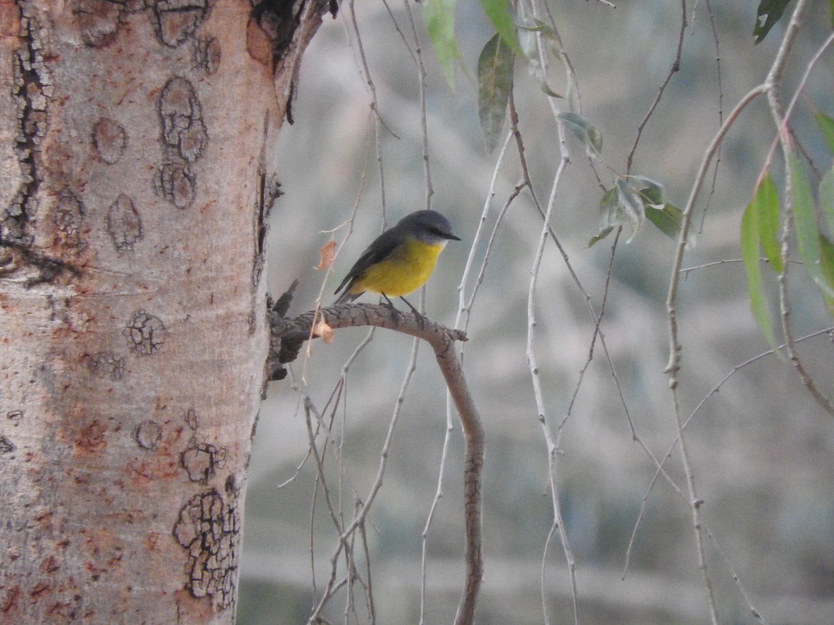Eastern Yellow Robin - ML636989051