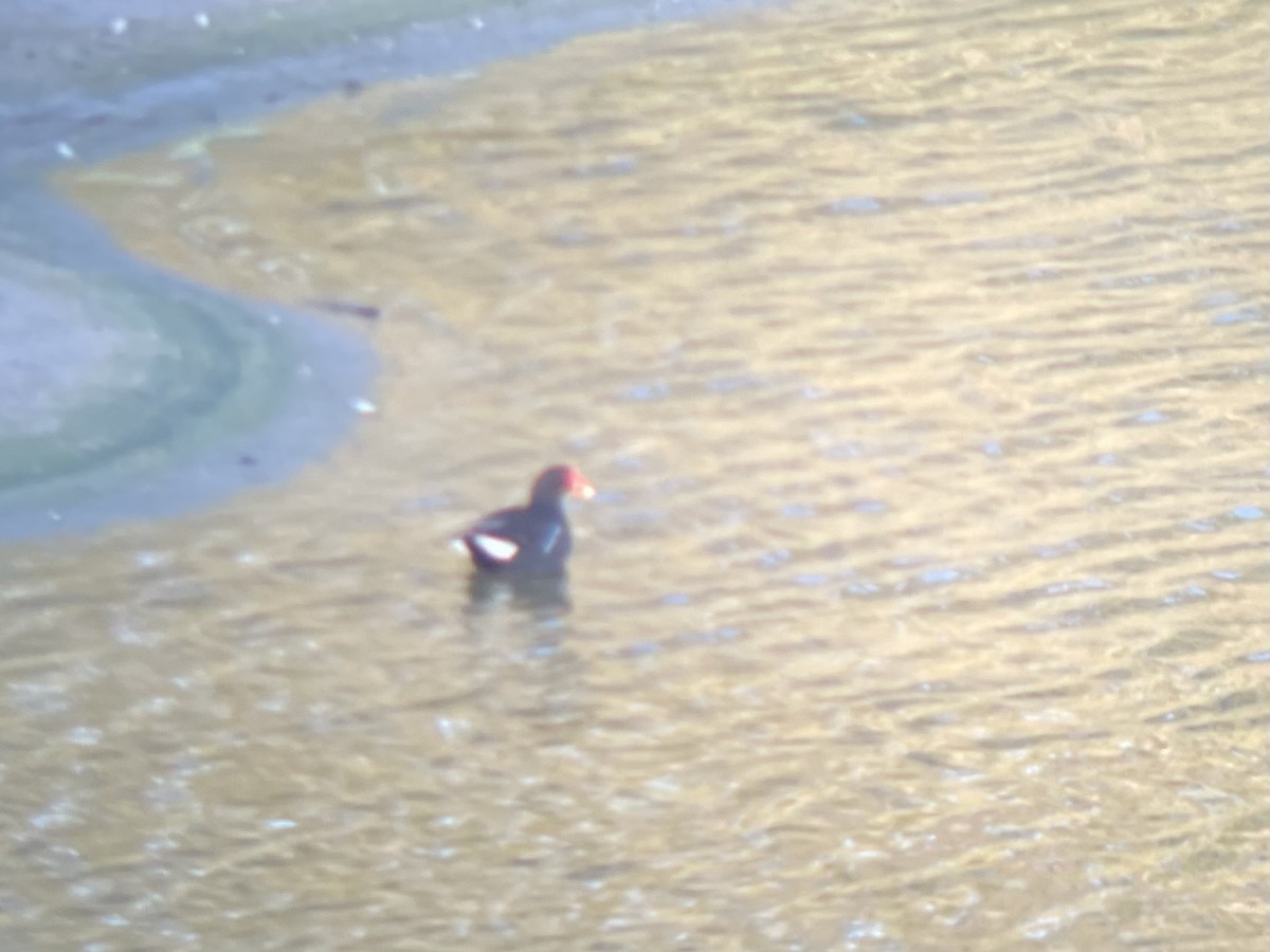 Common Gallinule - ML636989097