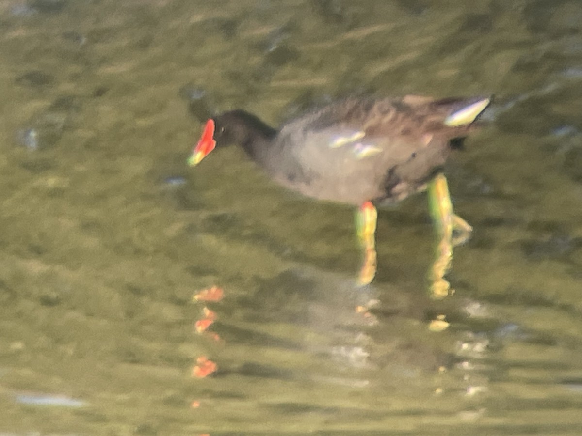 Common Gallinule - ML636989098
