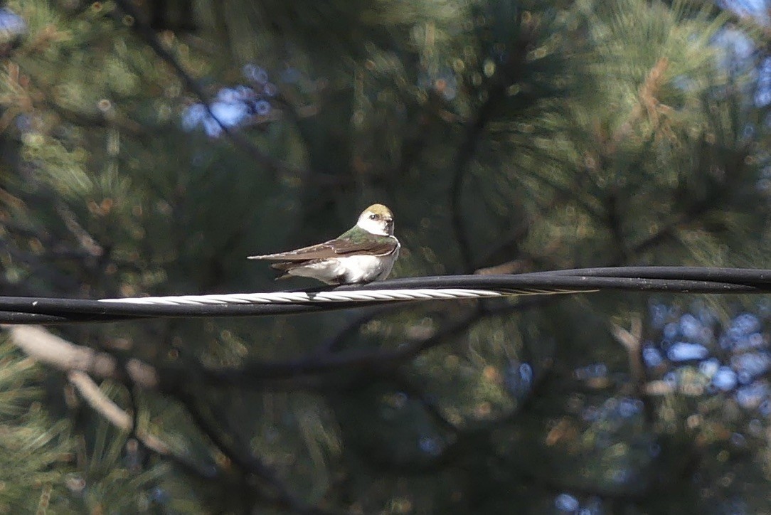 Violet-green Swallow - ML636989237