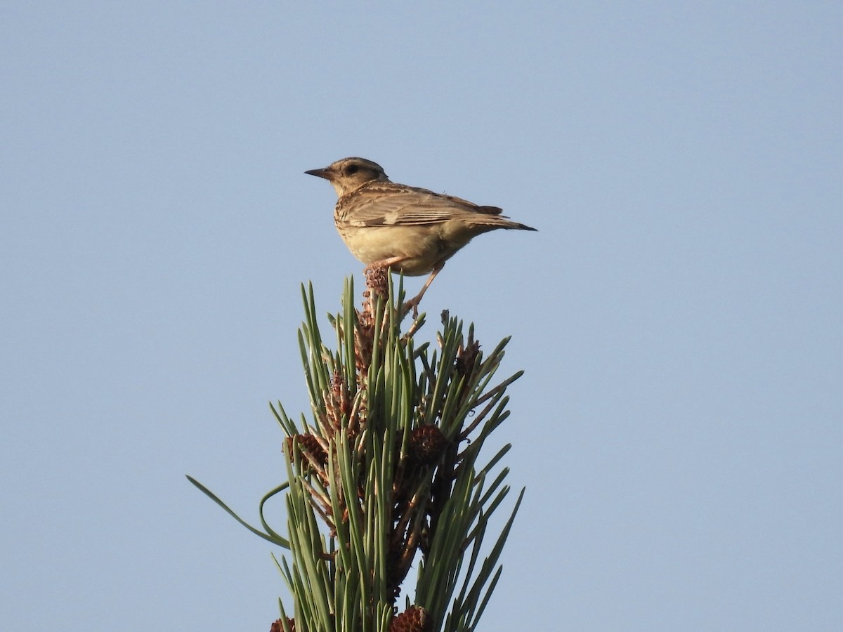 Wood Lark - ML636989253