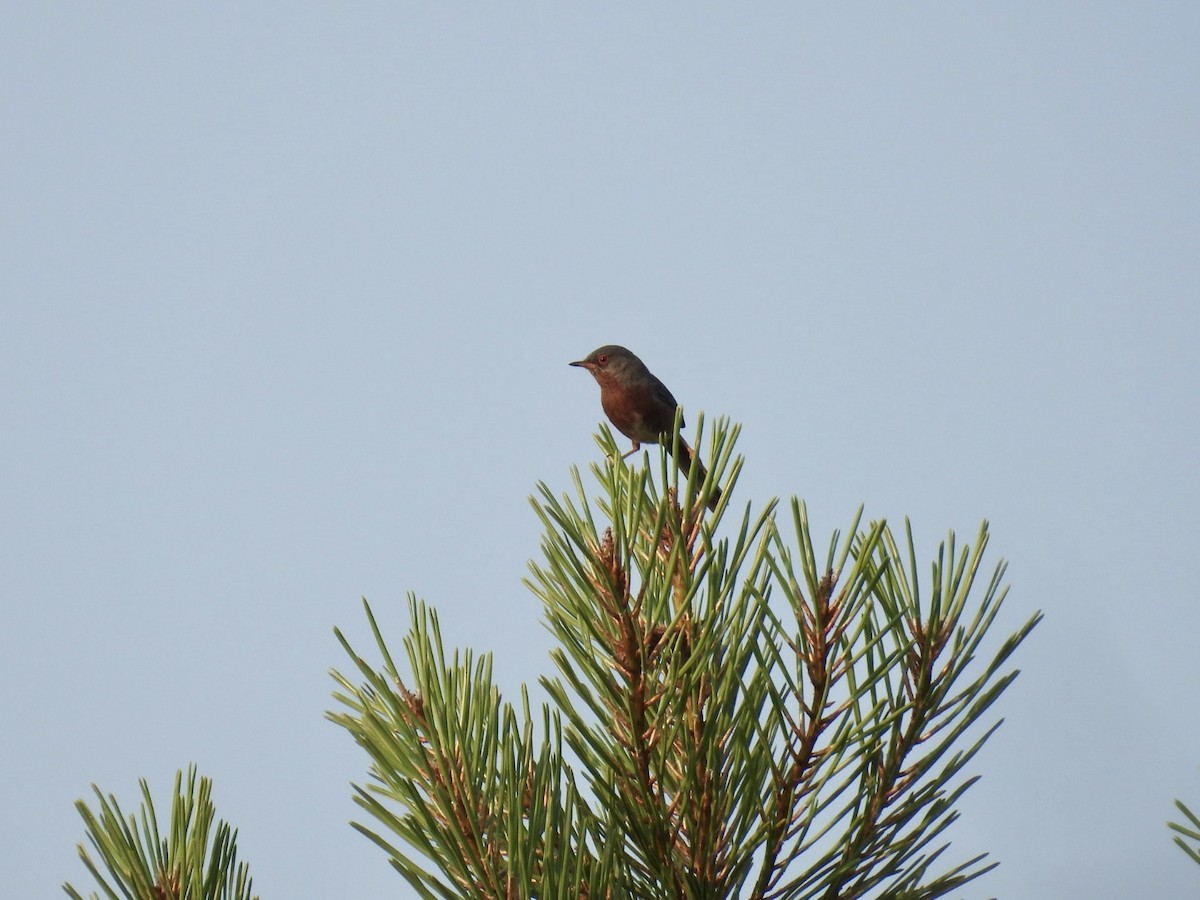 Dartford Warbler - ML636989275