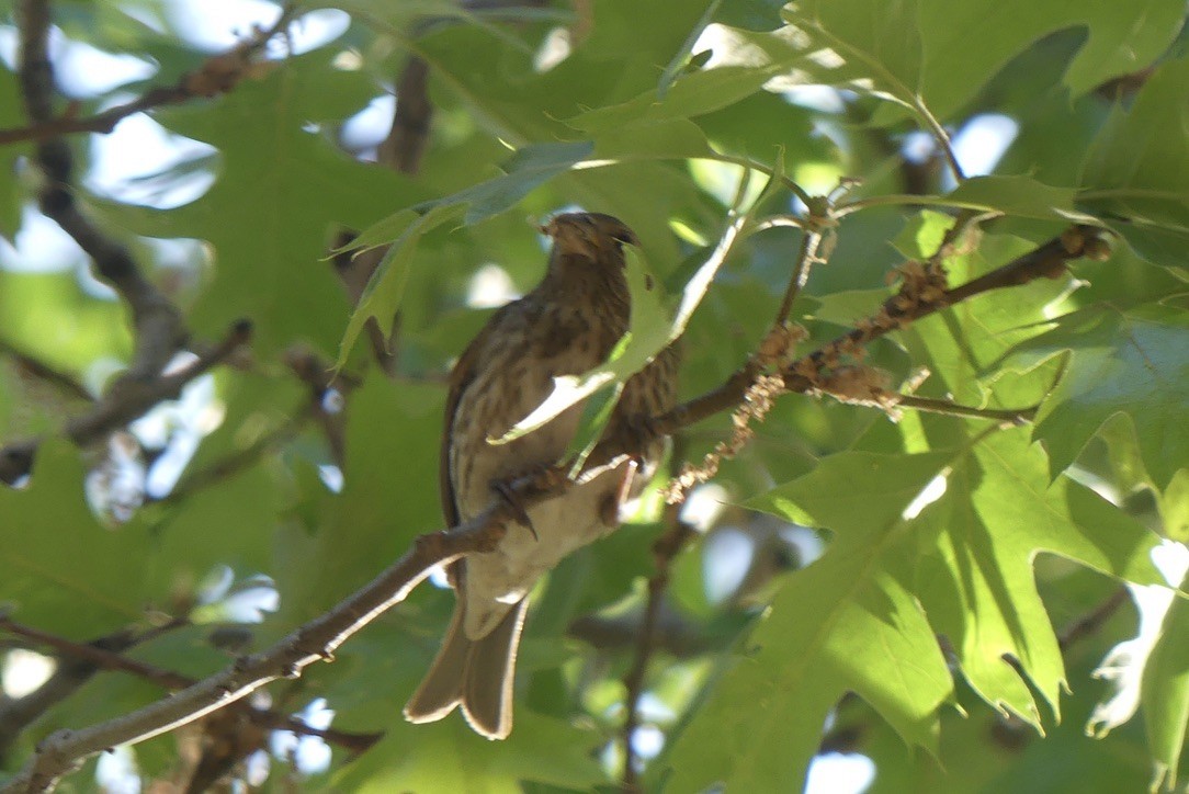 Cassin's Finch - ML636989279