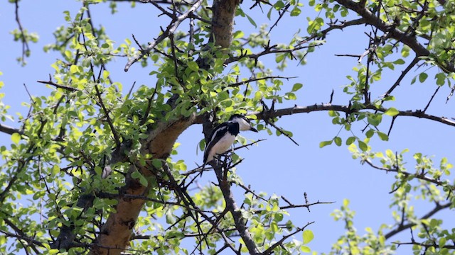 Pygmy Batis - ML636989280
