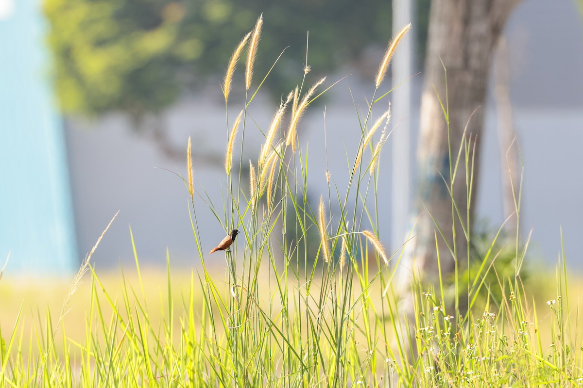 Chestnut Munia - ML636989303