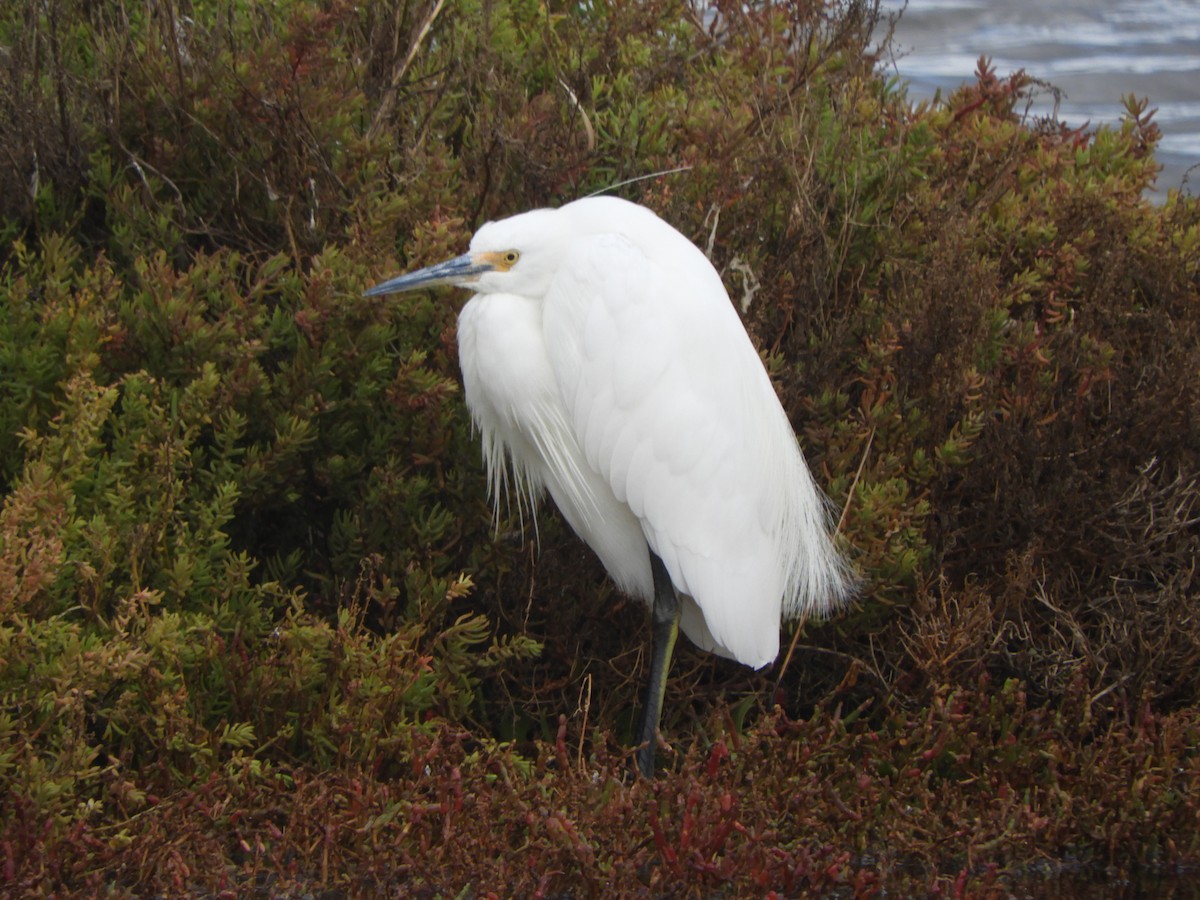 Little Egret - ML636989304