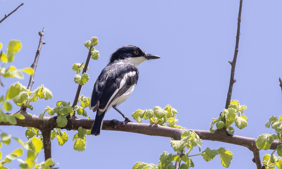 Pygmy Batis - ML636989316