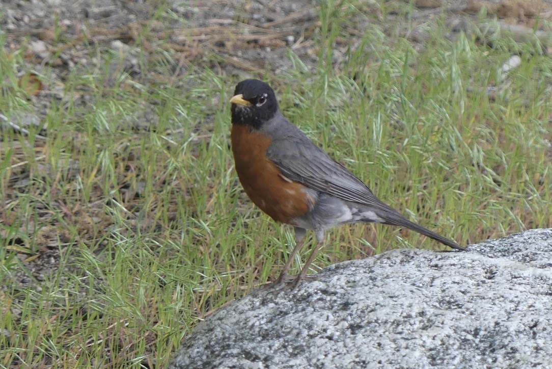 American Robin - ML636989321