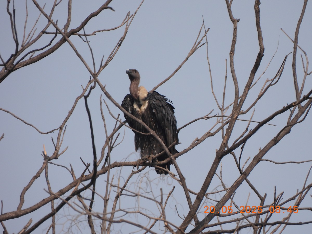 Bengalengeier - ML636989324