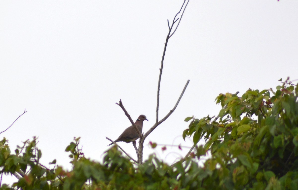 Sunda Collared-Dove - ML636989336