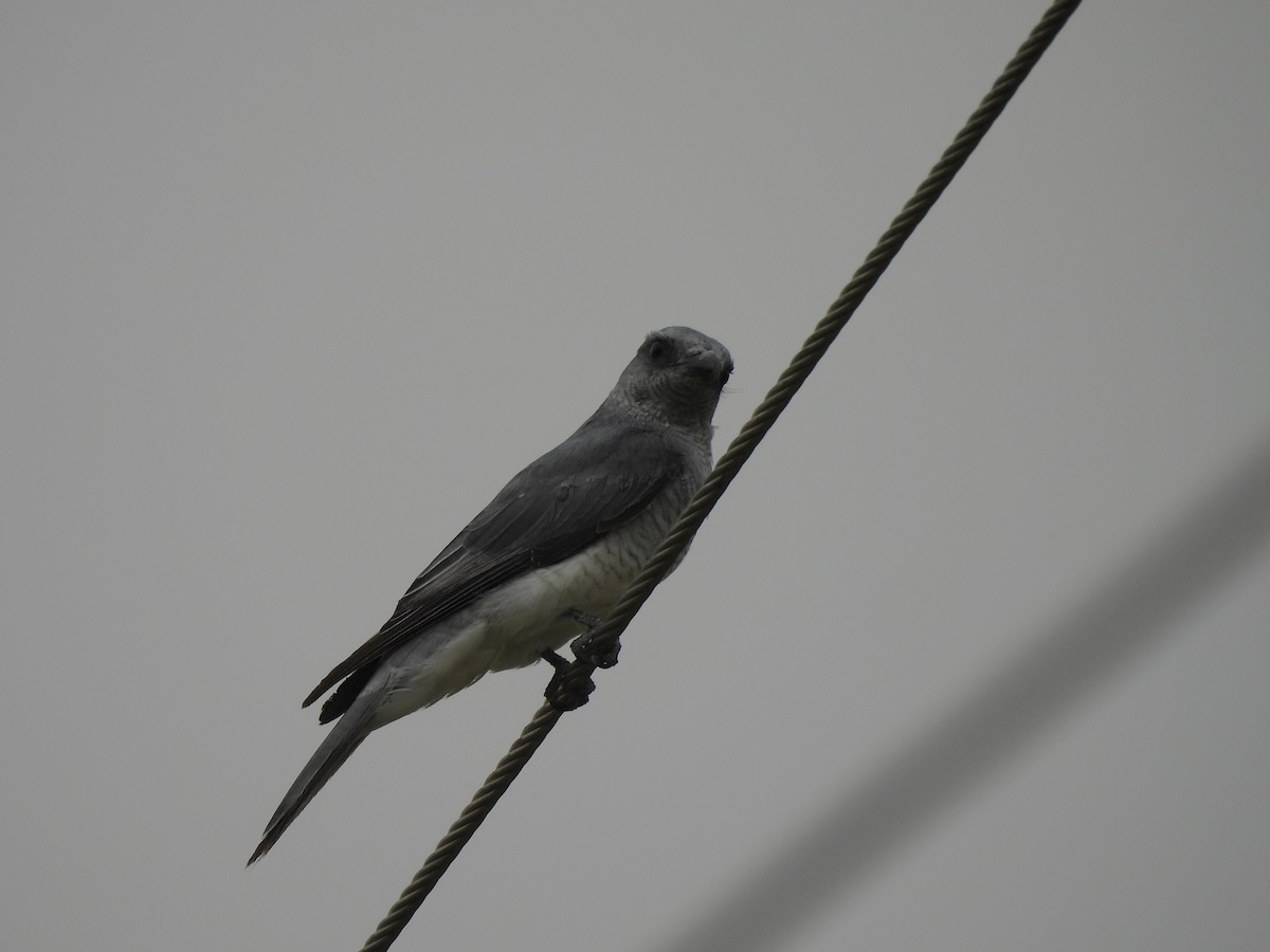 Indian Cuckooshrike - ML636989339