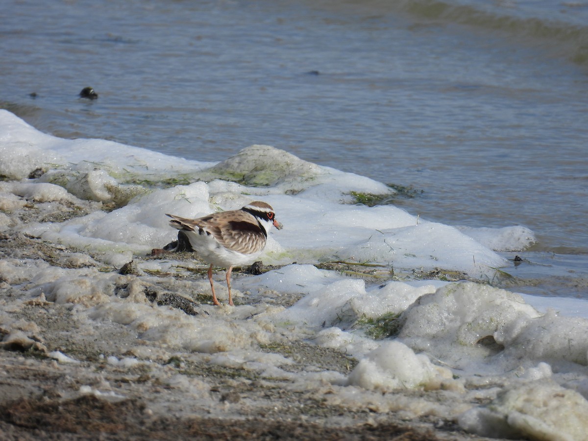 Black-fronted Dotterel - ML636989344