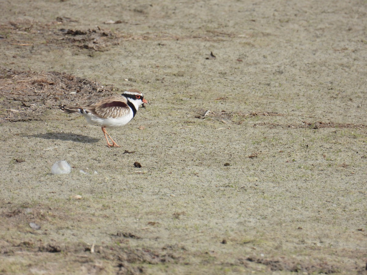 Black-fronted Dotterel - ML636989345