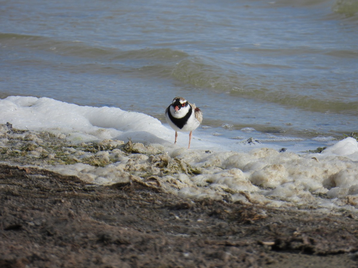 Black-fronted Dotterel - ML636989346