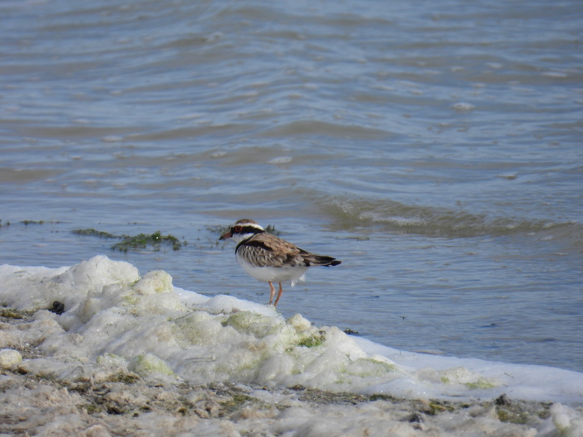 Black-fronted Dotterel - ML636989347