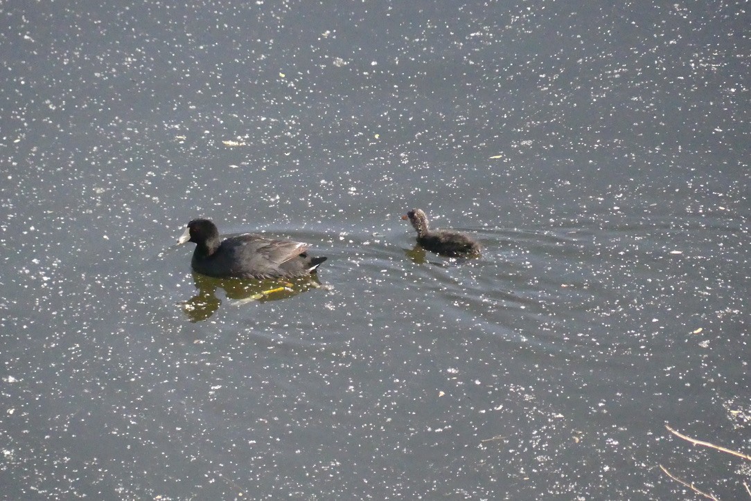 American Coot - ML636989354