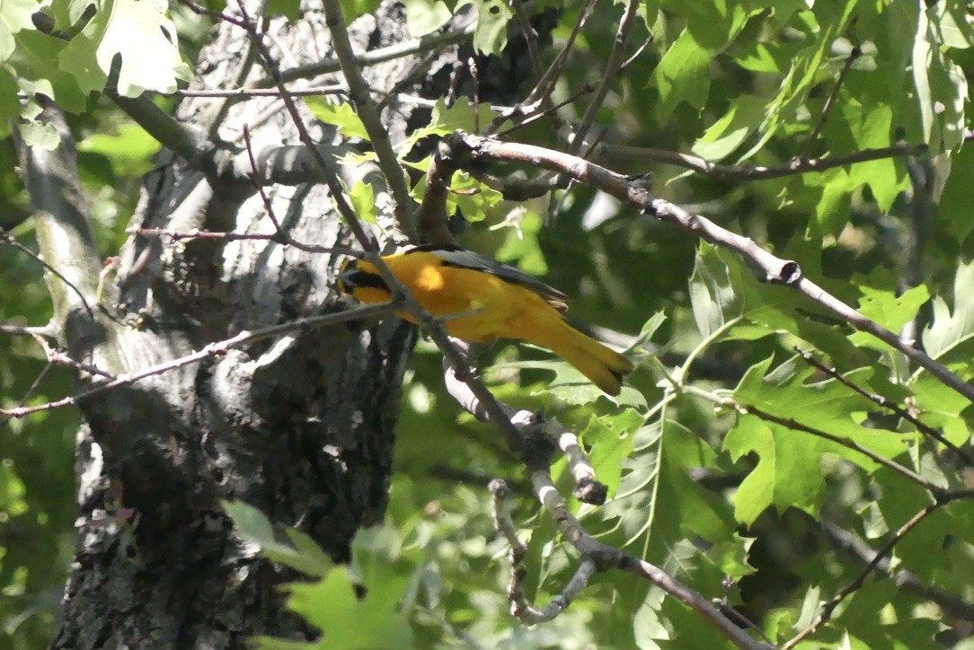 Bullock's Oriole - ML636989369