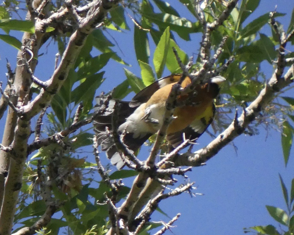 Black-headed Grosbeak - ML636989377