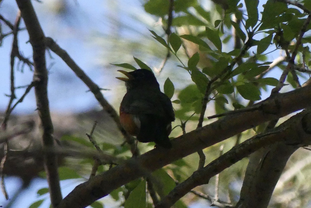 American Robin - ML636989389