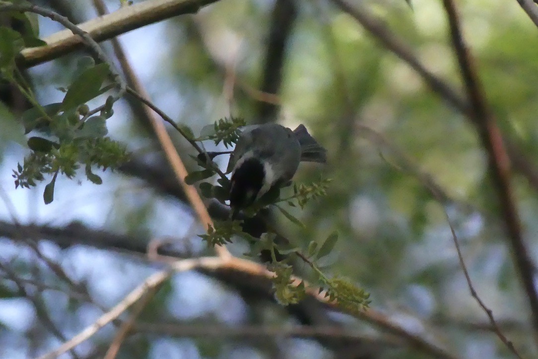 Mountain Chickadee - ML636989399