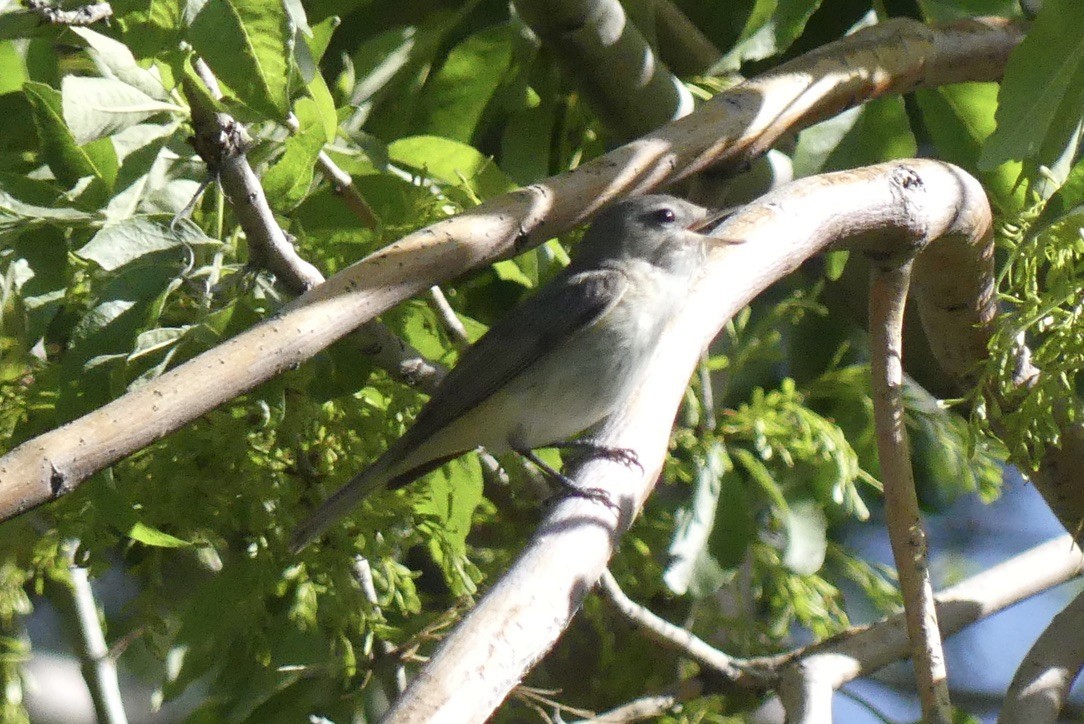 Western Warbling Vireo - ML636989432
