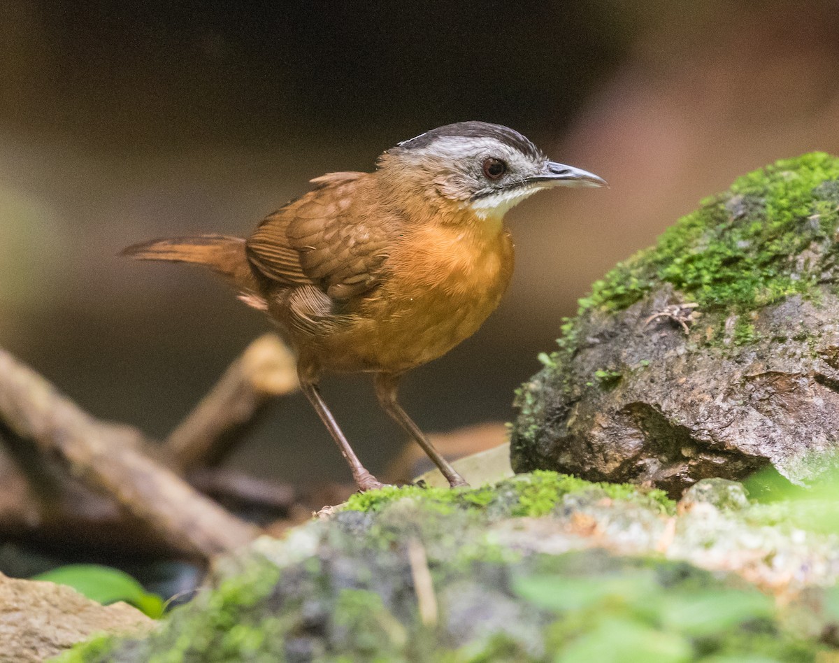 Malayan Black-capped Babbler - ML636989495
