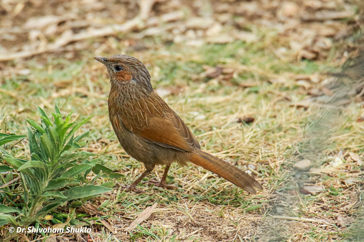 Streaked Laughingthrush - ML636989534