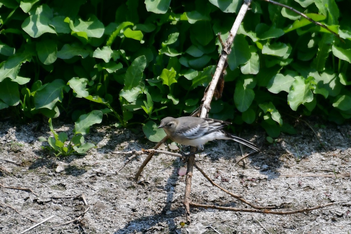 White Wagtail - ML636989594