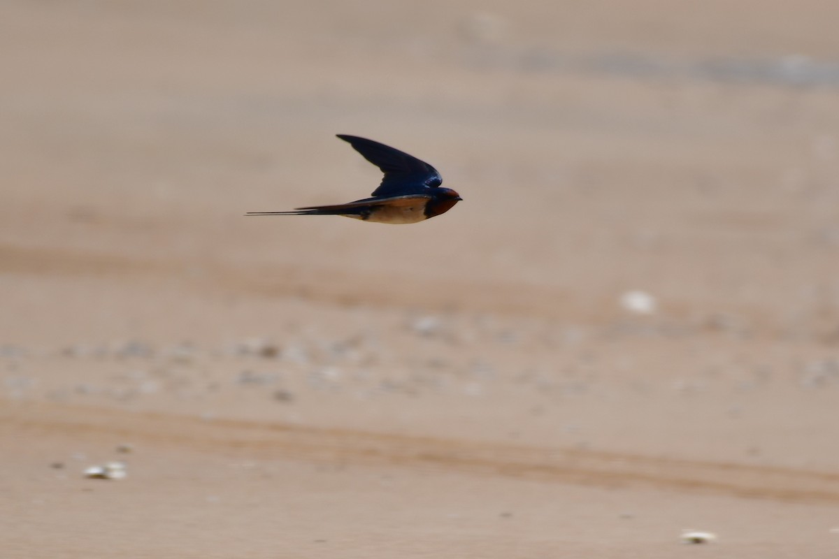 Barn Swallow - ML636989598