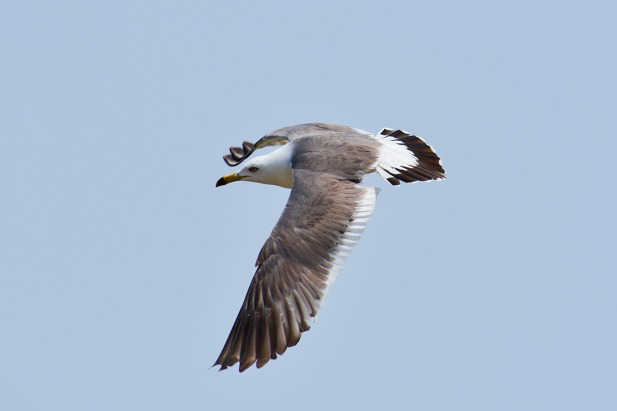 Black-tailed Gull - ML636989609