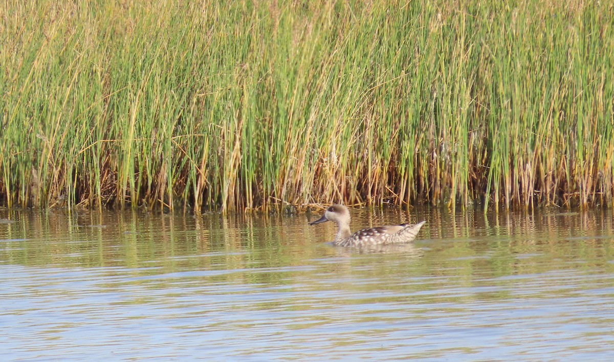 Marbled Duck - ML636989610