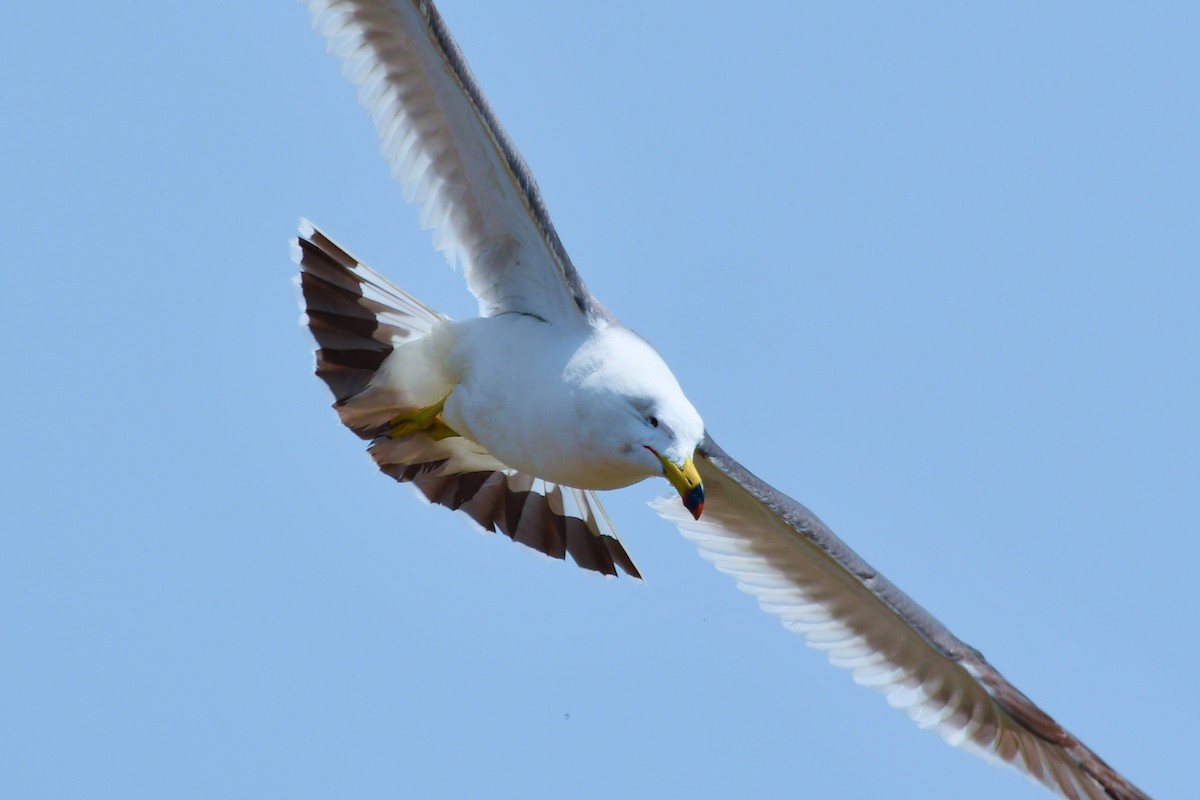 Black-tailed Gull - ML636989615