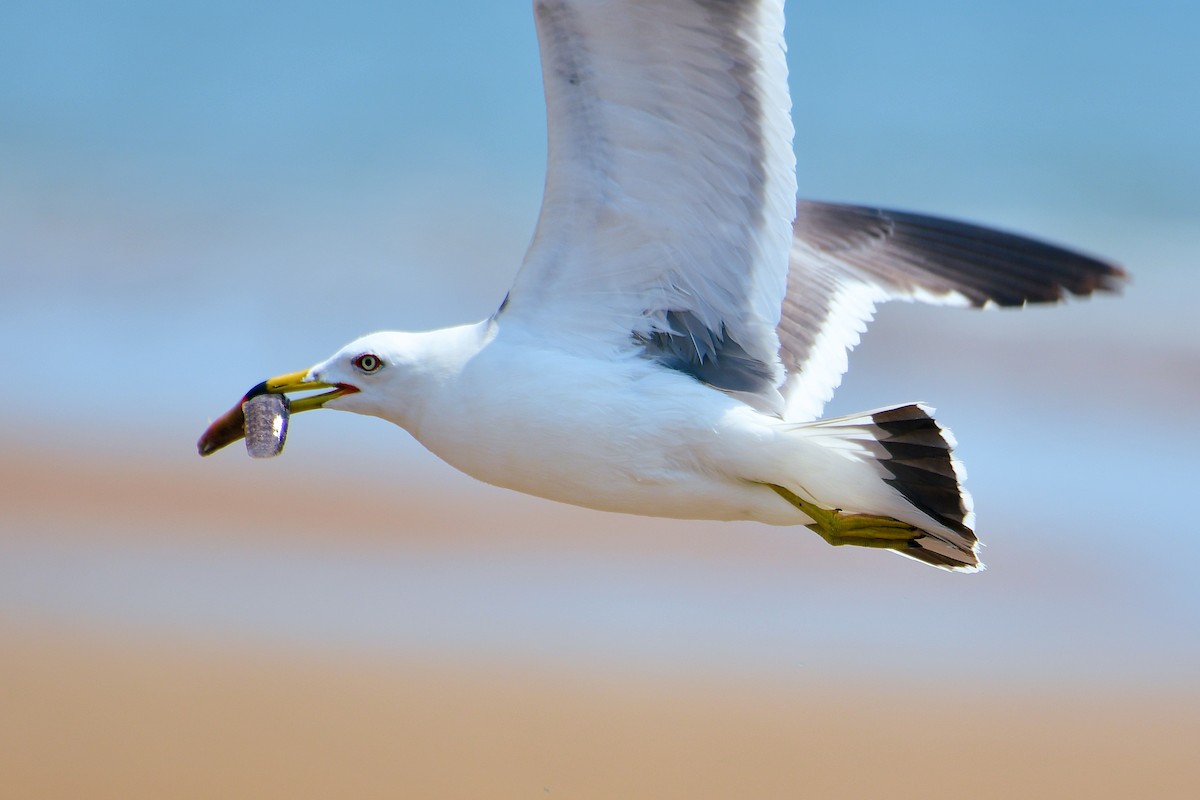 Black-tailed Gull - ML636989653