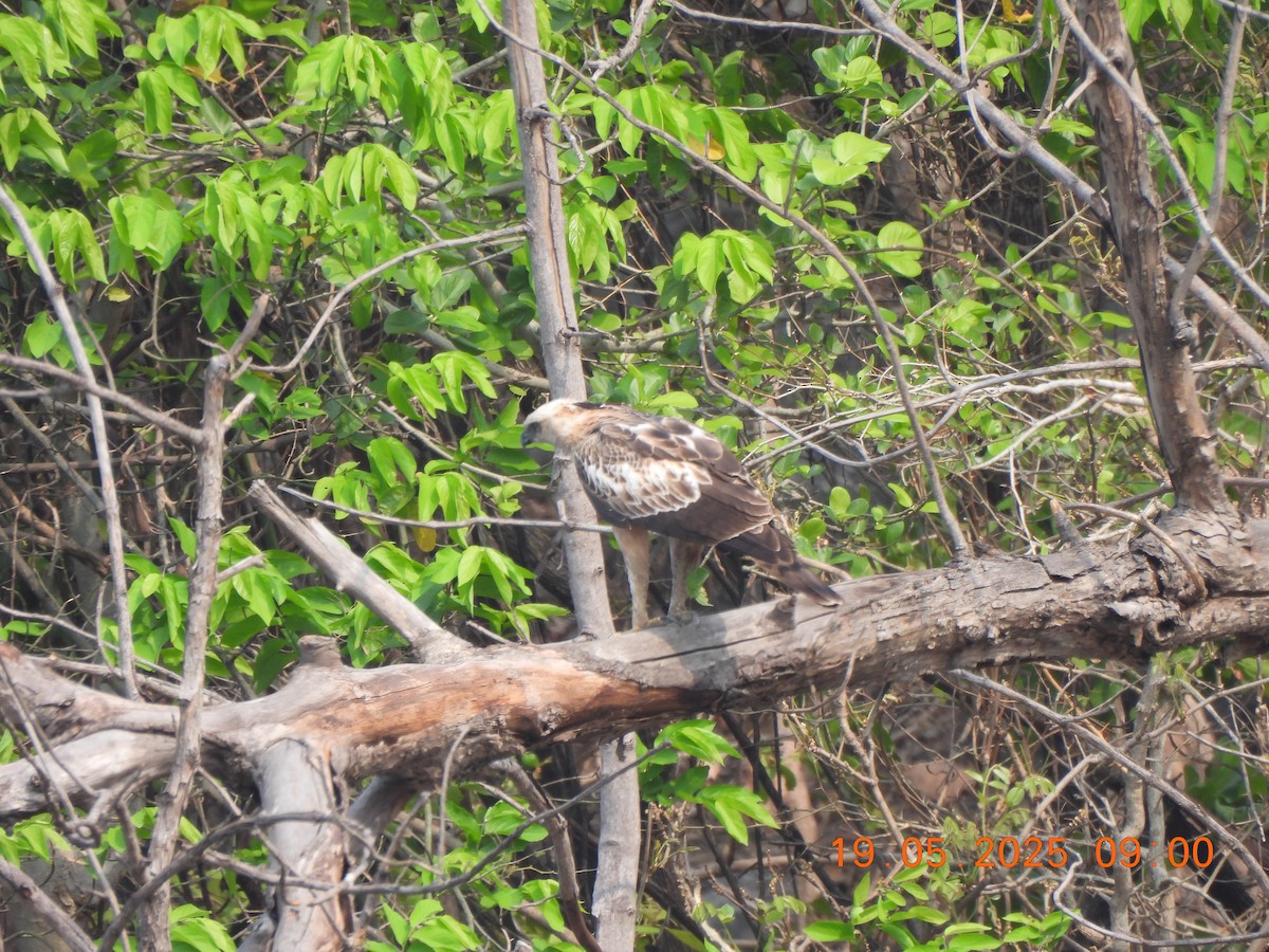 Changeable Hawk-Eagle - ML636989668