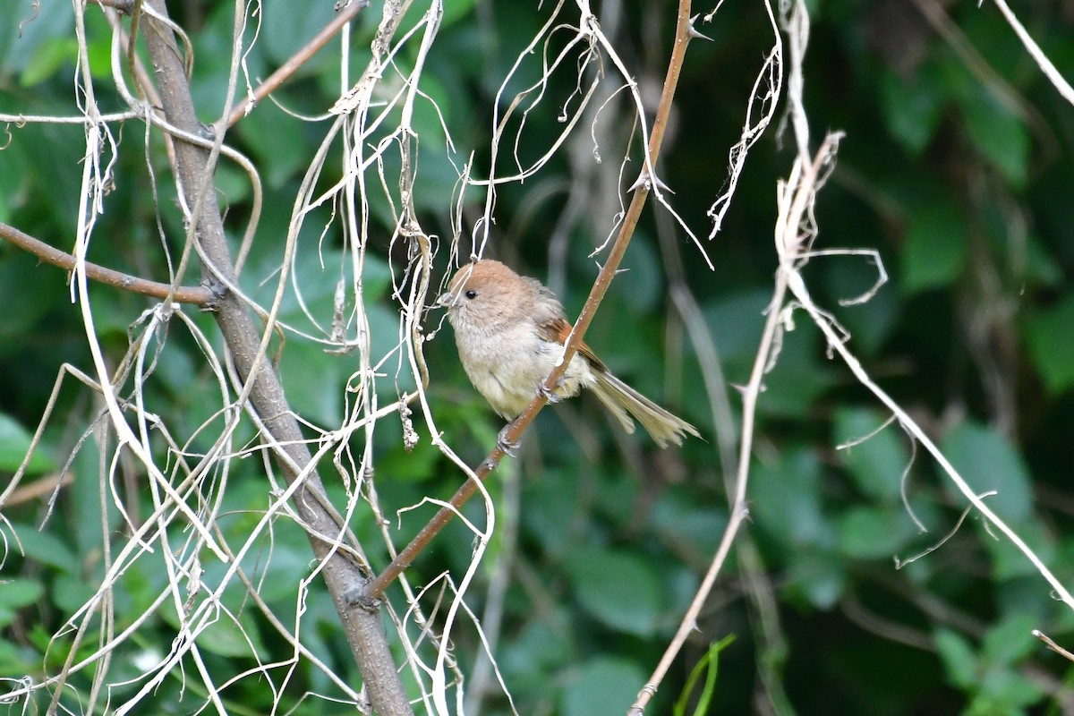 Vinous-throated Parrotbill - ML636989669