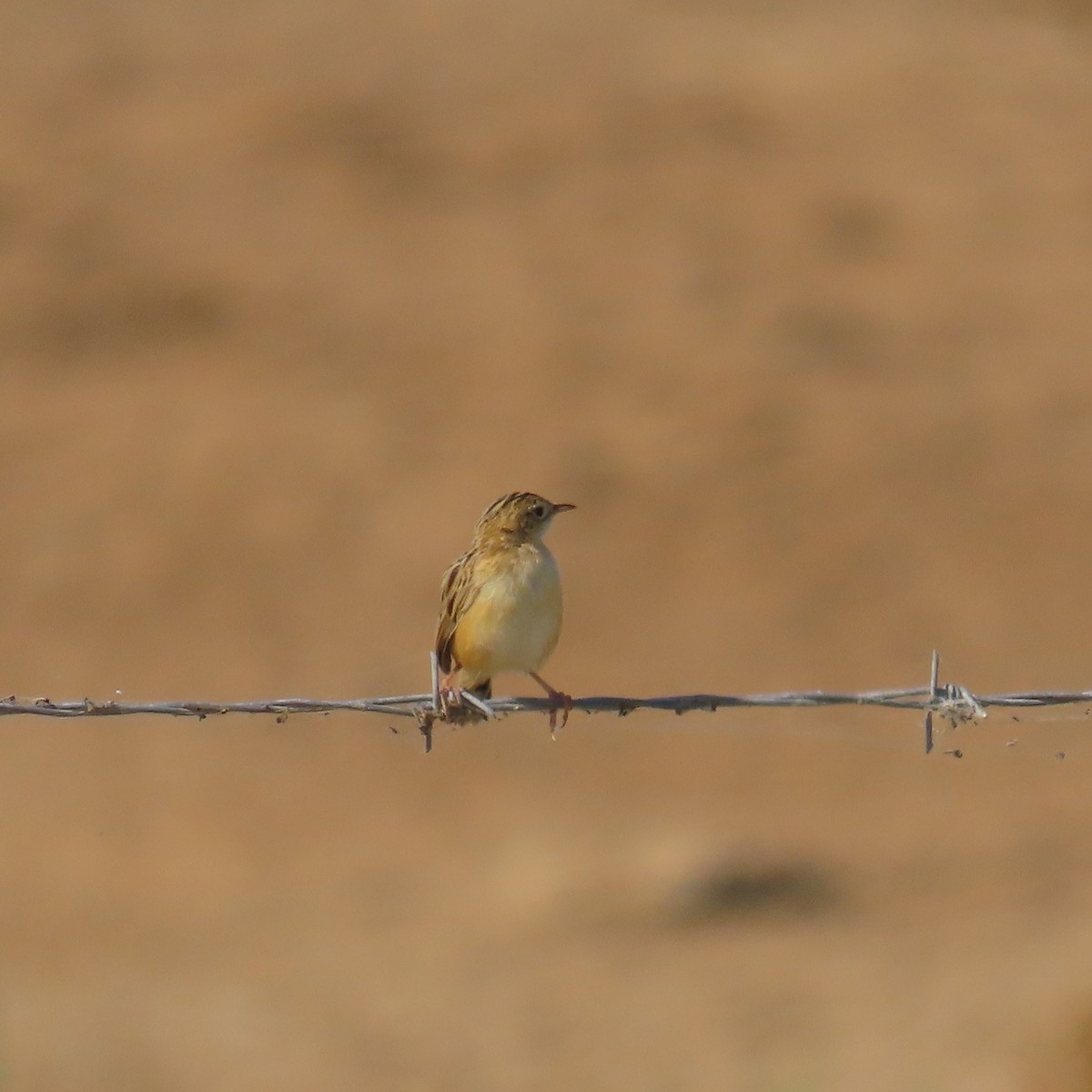 Zitting Cisticola - ML636989705