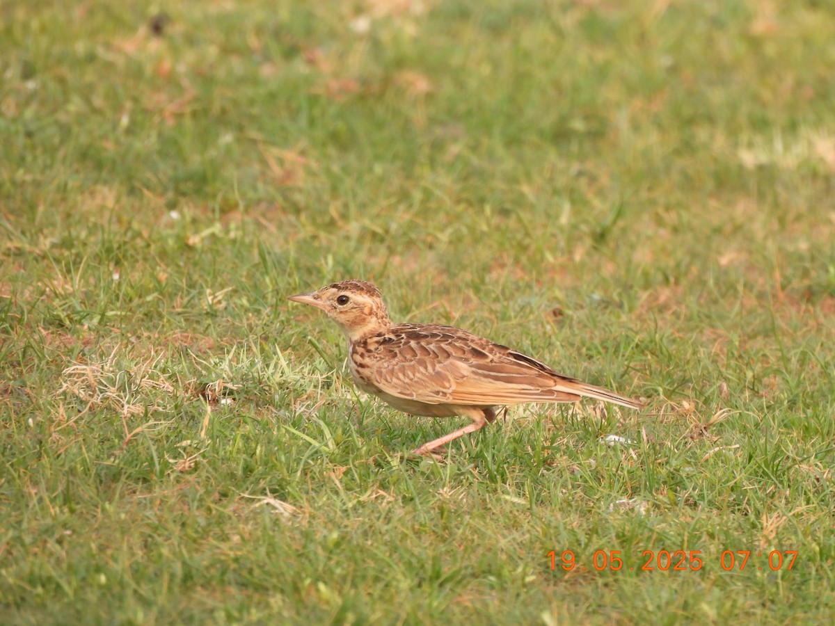 Oriental Skylark - ML636989708