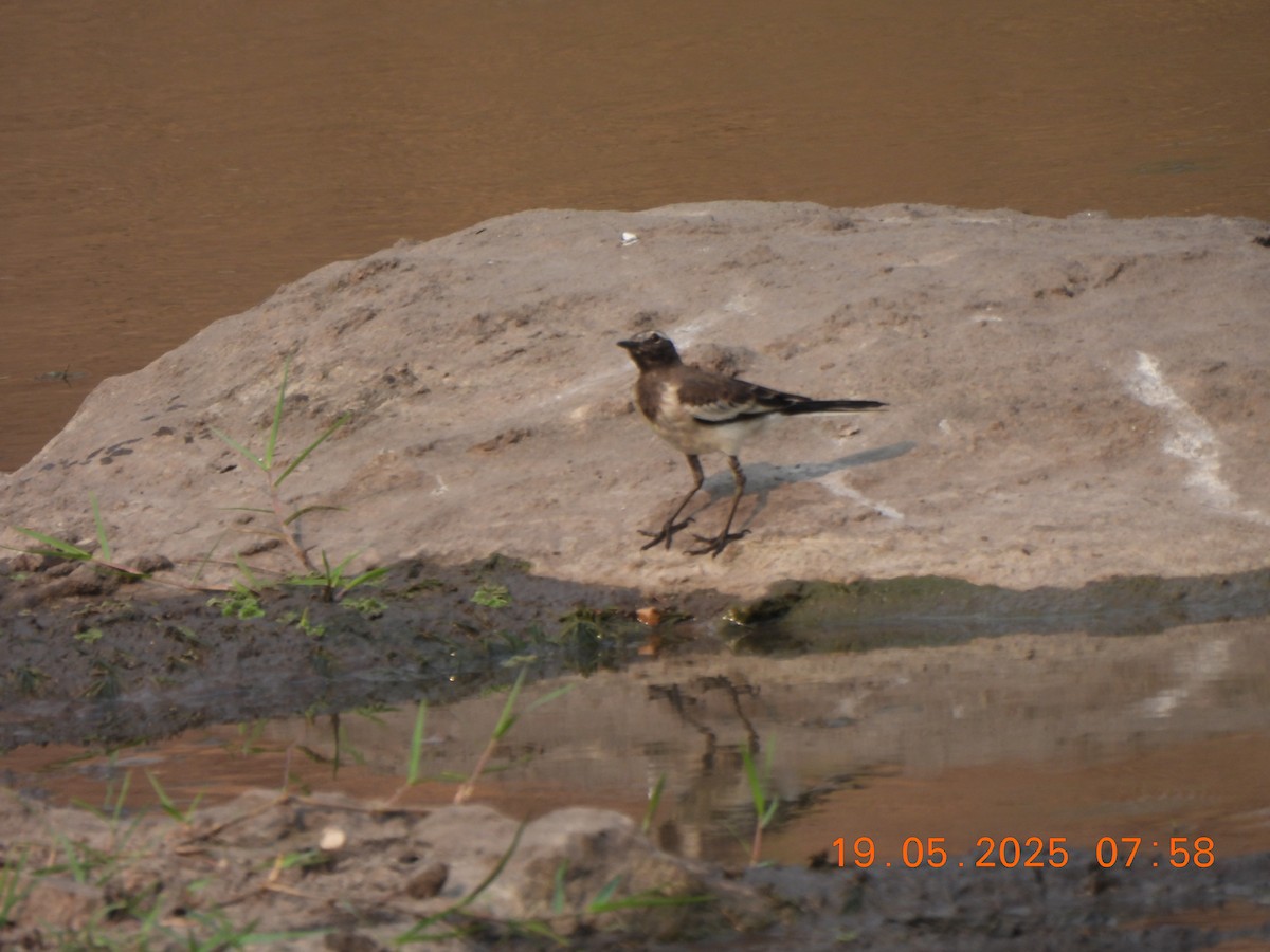 White-browed Wagtail - ML636989724
