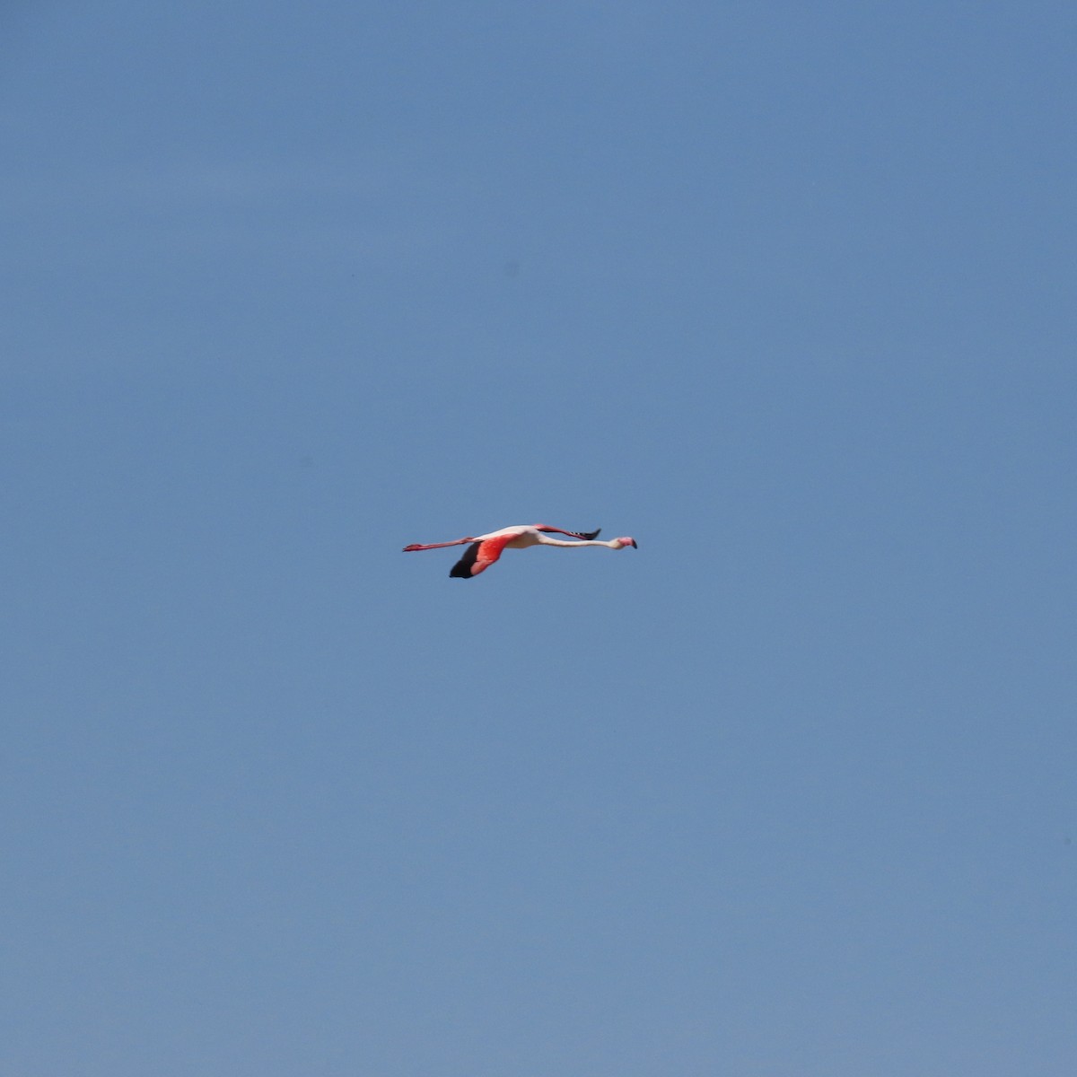 Ягаан нал - ML636989727