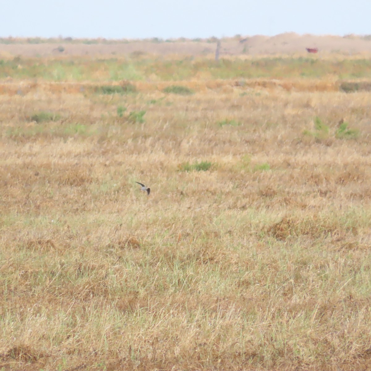 Calandra Lark - ML636989734